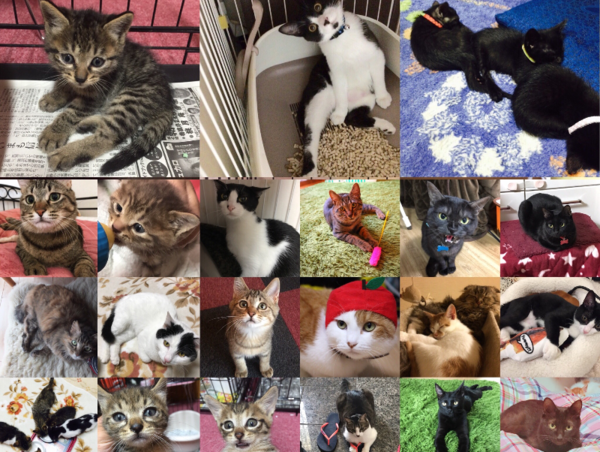 A17c9aaa61e80a1bf71d0d850af4e5baa9800bbd