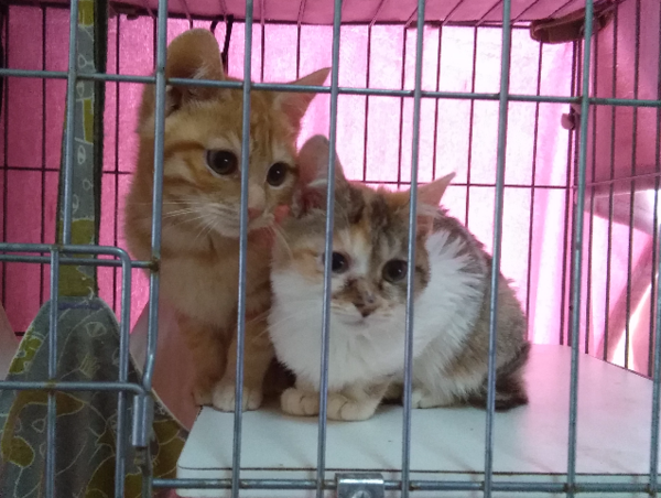 A17c9aaa61e80a1bf71d0d850af4e5baa9800bbd