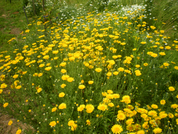 A17c9aaa61e80a1bf71d0d850af4e5baa9800bbd