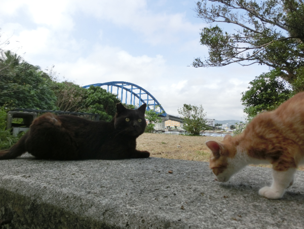 A17c9aaa61e80a1bf71d0d850af4e5baa9800bbd