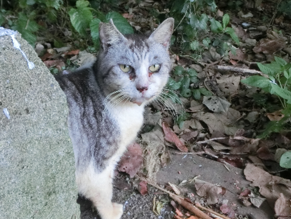 A17c9aaa61e80a1bf71d0d850af4e5baa9800bbd