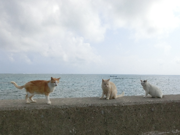 A17c9aaa61e80a1bf71d0d850af4e5baa9800bbd