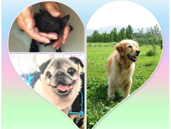 A17c9aaa61e80a1bf71d0d850af4e5baa9800bbd