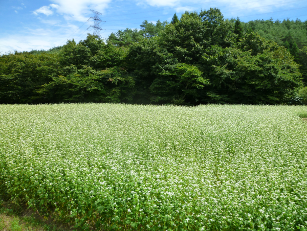 A17c9aaa61e80a1bf71d0d850af4e5baa9800bbd