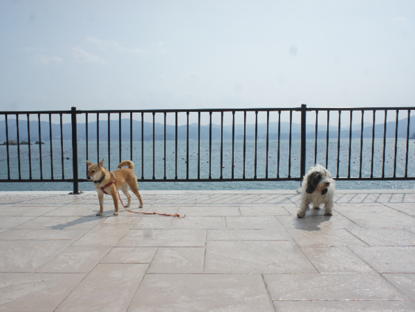 A17c9aaa61e80a1bf71d0d850af4e5baa9800bbd