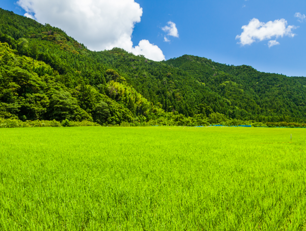 A17c9aaa61e80a1bf71d0d850af4e5baa9800bbd