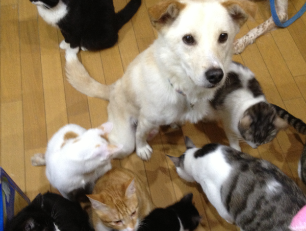 A17c9aaa61e80a1bf71d0d850af4e5baa9800bbd