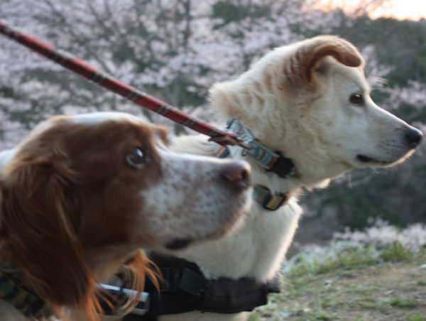 A17c9aaa61e80a1bf71d0d850af4e5baa9800bbd