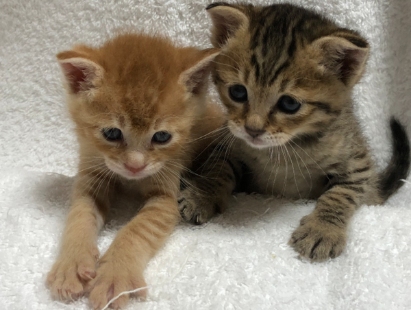 A17c9aaa61e80a1bf71d0d850af4e5baa9800bbd