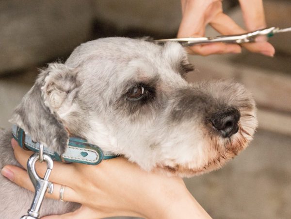 A17c9aaa61e80a1bf71d0d850af4e5baa9800bbd