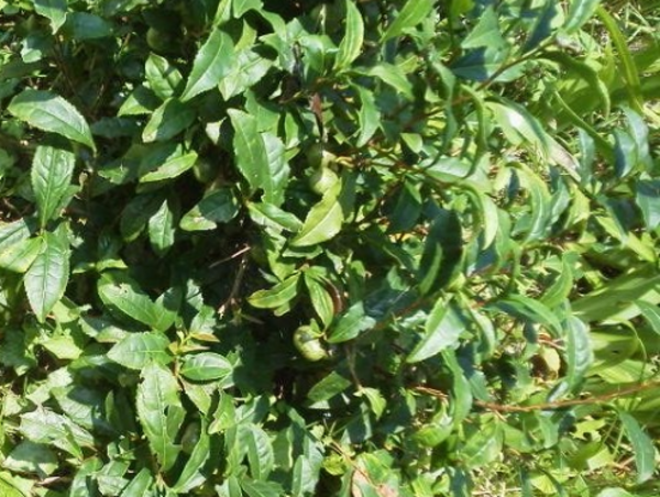 発酵阿波晩茶の茶摘み前の木