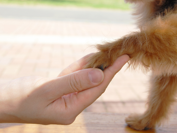 A17c9aaa61e80a1bf71d0d850af4e5baa9800bbd