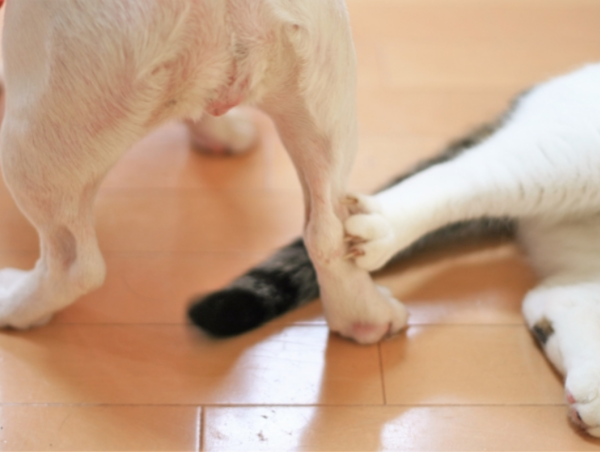 A17c9aaa61e80a1bf71d0d850af4e5baa9800bbd