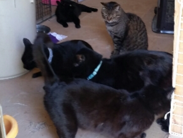 A17c9aaa61e80a1bf71d0d850af4e5baa9800bbd