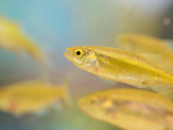 A17c9aaa61e80a1bf71d0d850af4e5baa9800bbd