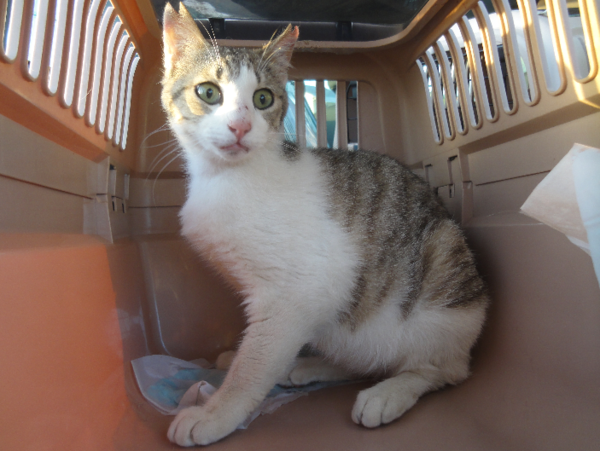 A17c9aaa61e80a1bf71d0d850af4e5baa9800bbd