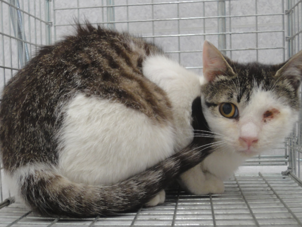 A17c9aaa61e80a1bf71d0d850af4e5baa9800bbd