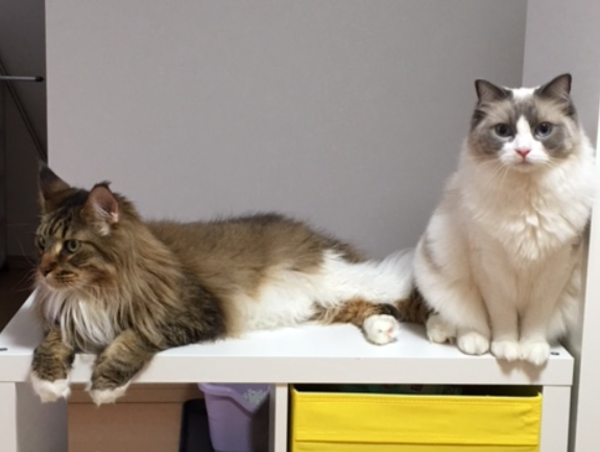 A17c9aaa61e80a1bf71d0d850af4e5baa9800bbd