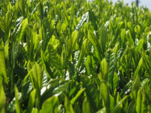 A17c9aaa61e80a1bf71d0d850af4e5baa9800bbd