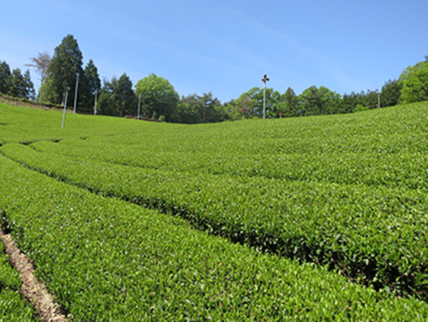 A17c9aaa61e80a1bf71d0d850af4e5baa9800bbd