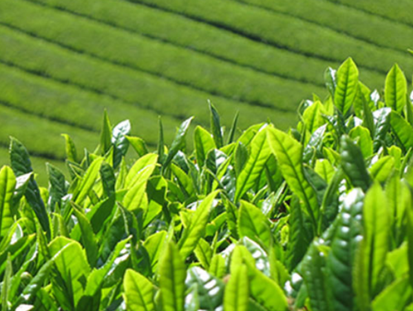 A17c9aaa61e80a1bf71d0d850af4e5baa9800bbd