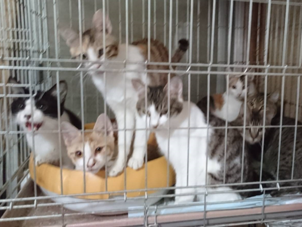 A17c9aaa61e80a1bf71d0d850af4e5baa9800bbd