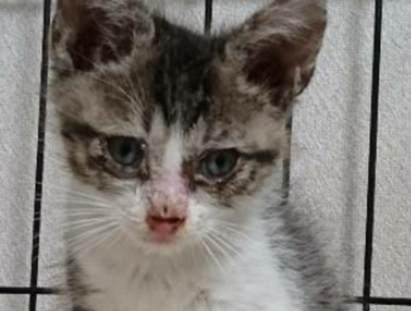 A17c9aaa61e80a1bf71d0d850af4e5baa9800bbd