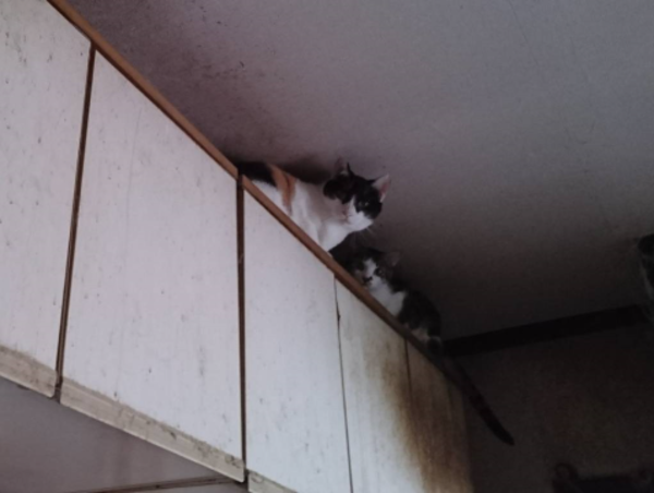 A17c9aaa61e80a1bf71d0d850af4e5baa9800bbd