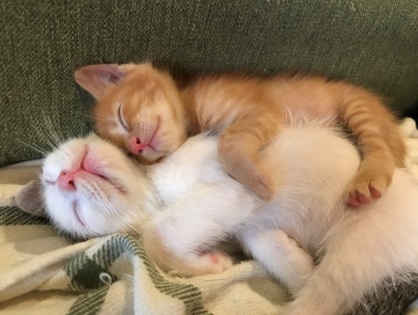 A17c9aaa61e80a1bf71d0d850af4e5baa9800bbd