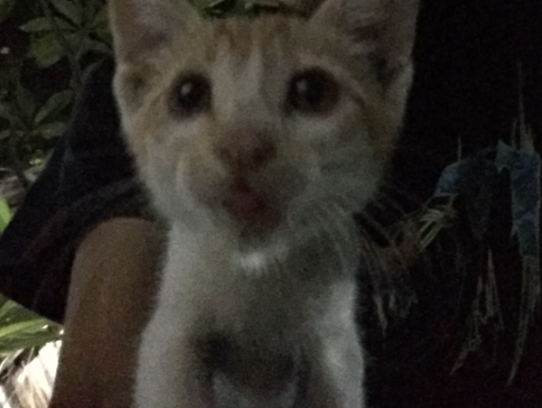 A17c9aaa61e80a1bf71d0d850af4e5baa9800bbd