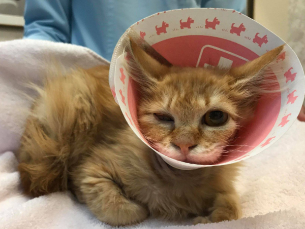 A17c9aaa61e80a1bf71d0d850af4e5baa9800bbd