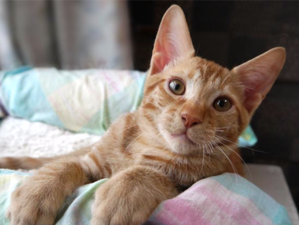 A17c9aaa61e80a1bf71d0d850af4e5baa9800bbd