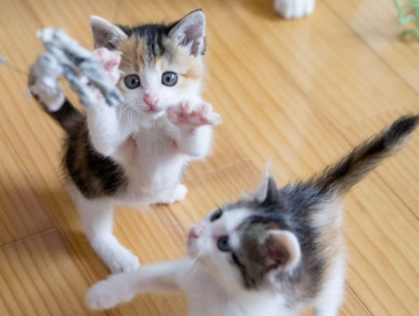 A17c9aaa61e80a1bf71d0d850af4e5baa9800bbd