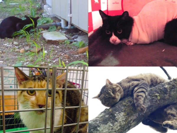 A17c9aaa61e80a1bf71d0d850af4e5baa9800bbd