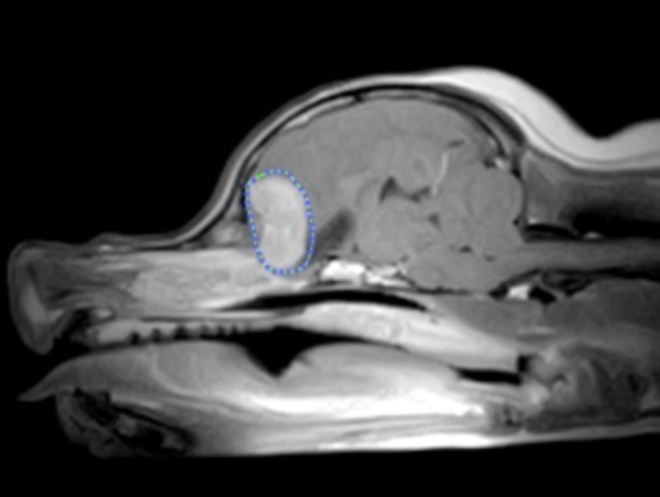 A17c9aaa61e80a1bf71d0d850af4e5baa9800bbd