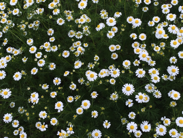 A17c9aaa61e80a1bf71d0d850af4e5baa9800bbd