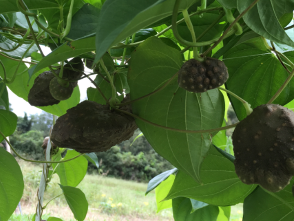 A17c9aaa61e80a1bf71d0d850af4e5baa9800bbd