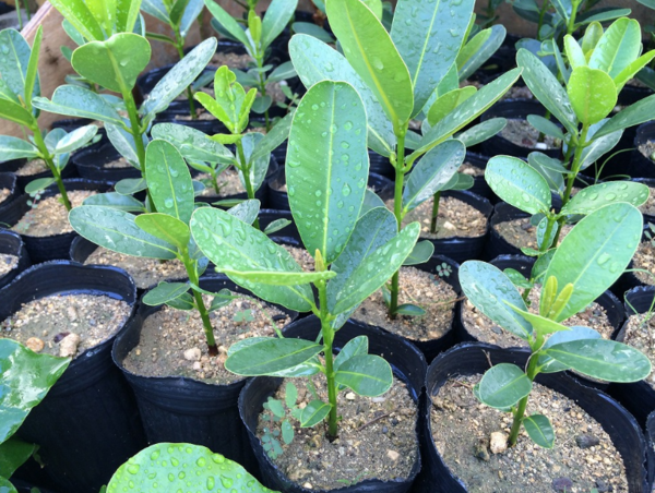 A17c9aaa61e80a1bf71d0d850af4e5baa9800bbd