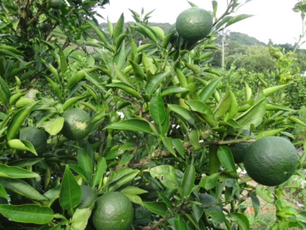 A17c9aaa61e80a1bf71d0d850af4e5baa9800bbd