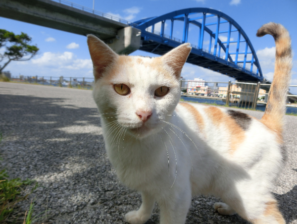 A17c9aaa61e80a1bf71d0d850af4e5baa9800bbd