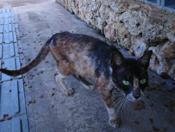 A17c9aaa61e80a1bf71d0d850af4e5baa9800bbd