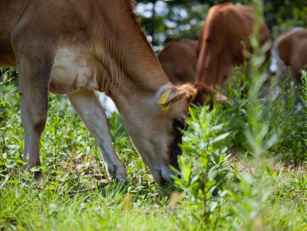 A17c9aaa61e80a1bf71d0d850af4e5baa9800bbd