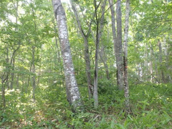 A17c9aaa61e80a1bf71d0d850af4e5baa9800bbd