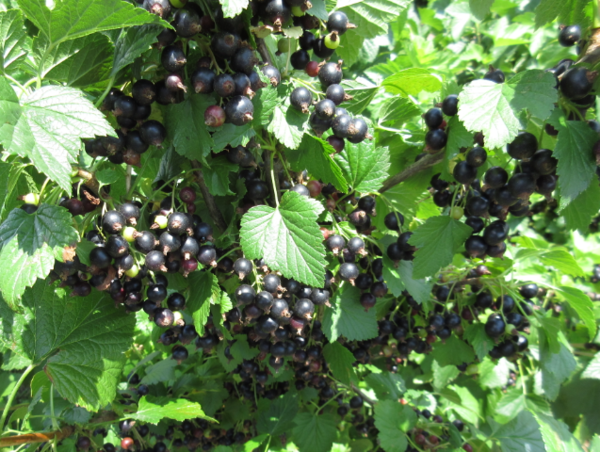 A17c9aaa61e80a1bf71d0d850af4e5baa9800bbd