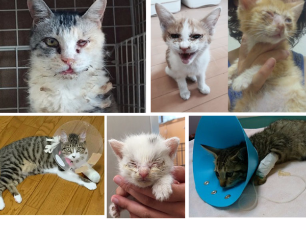 A17c9aaa61e80a1bf71d0d850af4e5baa9800bbd