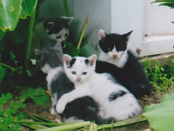 A17c9aaa61e80a1bf71d0d850af4e5baa9800bbd