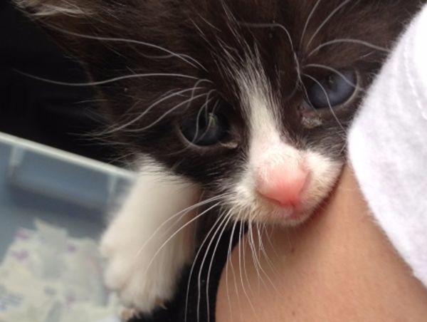 A17c9aaa61e80a1bf71d0d850af4e5baa9800bbd