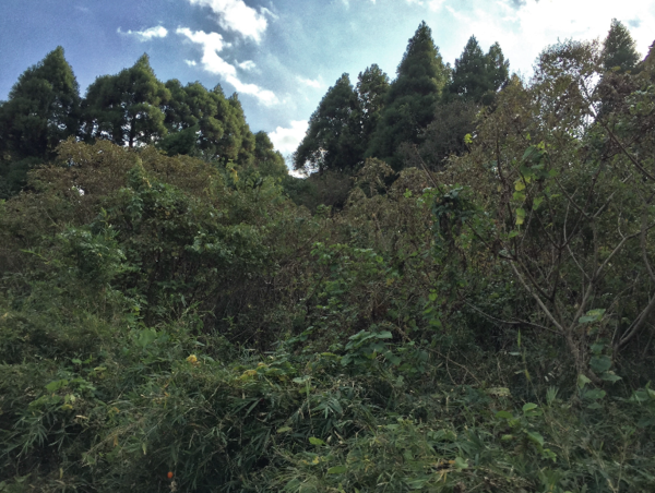 A17c9aaa61e80a1bf71d0d850af4e5baa9800bbd