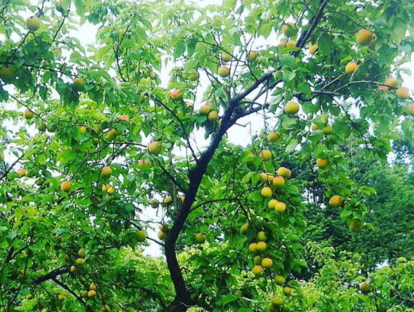 A17c9aaa61e80a1bf71d0d850af4e5baa9800bbd