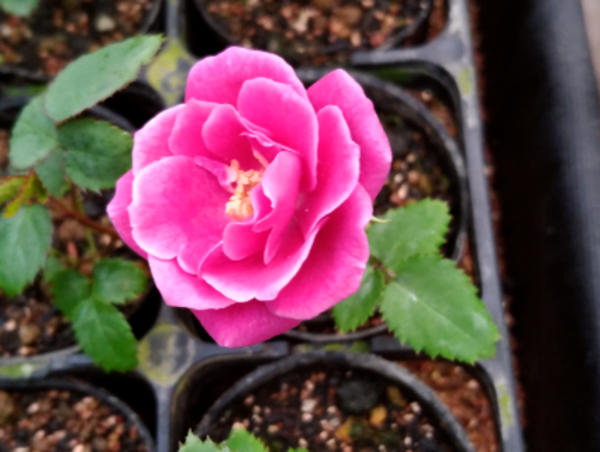 A17c9aaa61e80a1bf71d0d850af4e5baa9800bbd